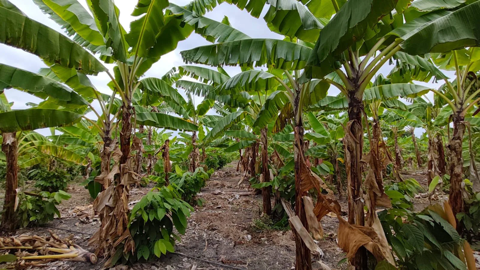 Finca de 50 Hectáreas en Venta en Colonche, Limoncito RonR