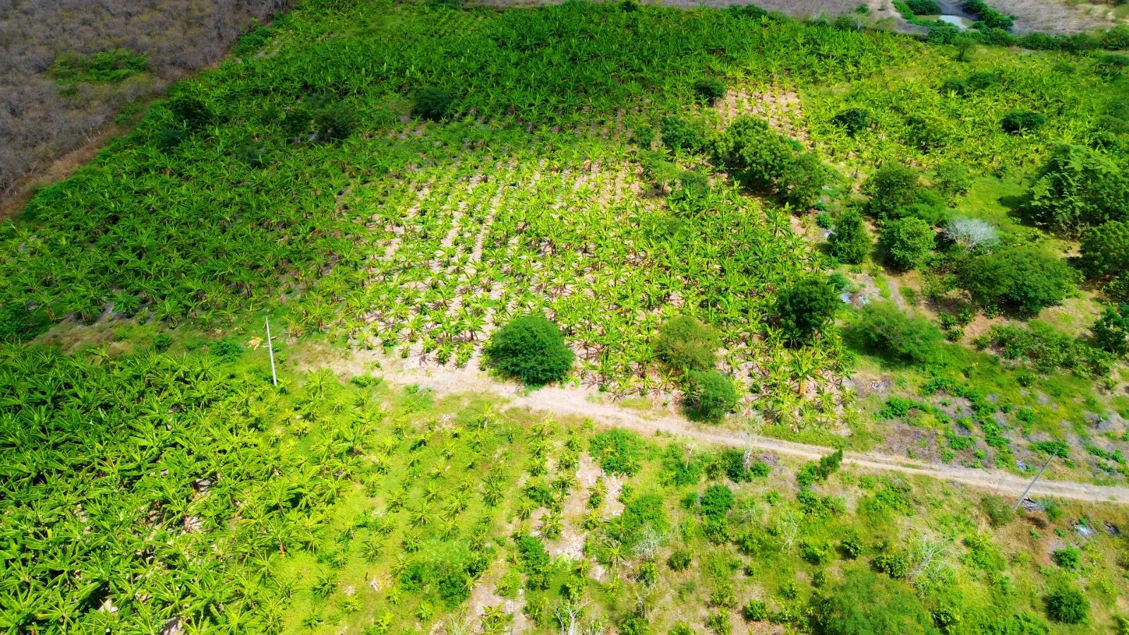 Finca de 50 Hectáreas en Venta en Colonche, Limoncito RonR