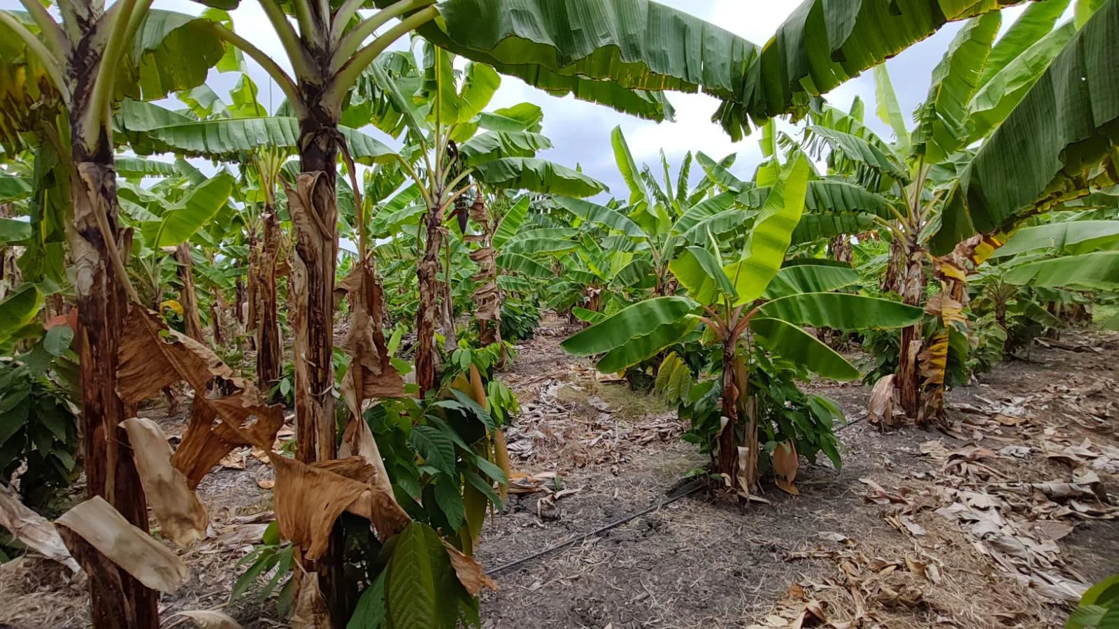 Finca de 50 Hectáreas en Venta en Colonche, Limoncito RonR