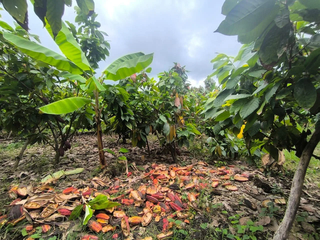 Venta de Finca en Producción, Recinto Limoncito, Santa Elena KarR