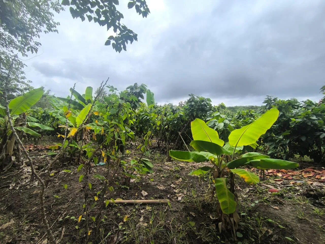 Venta de Finca en Producción, Recinto Limoncito, Santa Elena KarR
