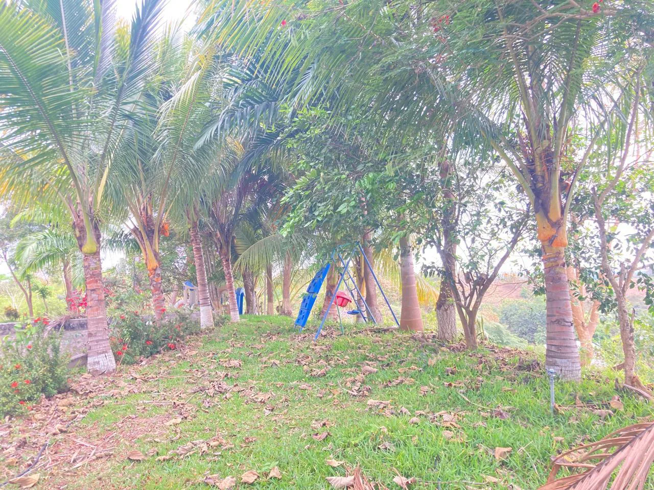 Venta de Finca en Producción, Recinto Limoncito, Santa Elena KarR
