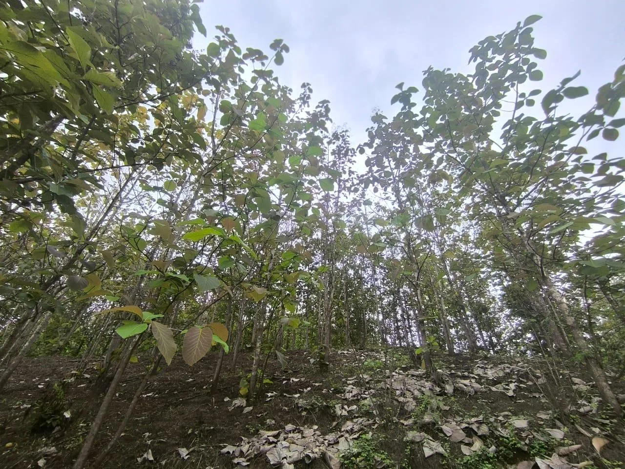 Venta de Finca en Producción, Recinto Limoncito, Santa Elena KarR