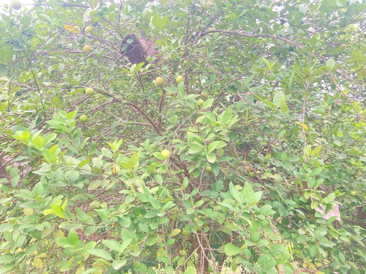 Venta de Finca en Producción, Recinto Limoncito, Santa Elena KarR