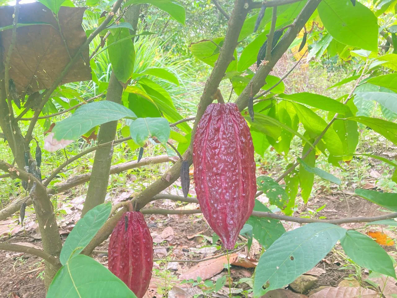Venta de Finca en Producción, Recinto Limoncito, Santa Elena KarR