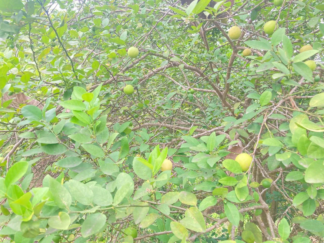 Venta de Finca en Producción, Recinto Limoncito, Santa Elena KarR