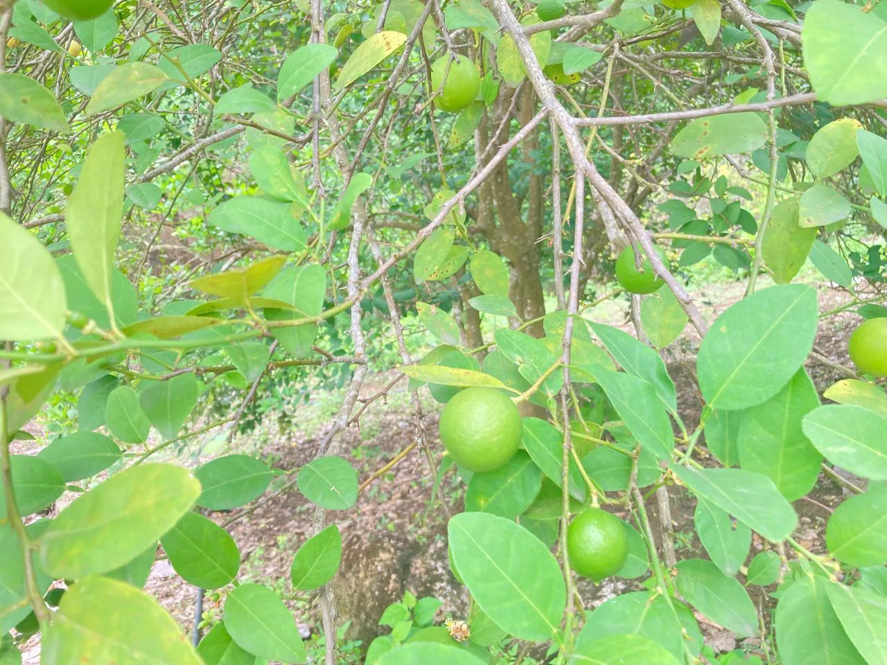 Venta de Finca en Producción, Recinto Limoncito, Santa Elena KarR
