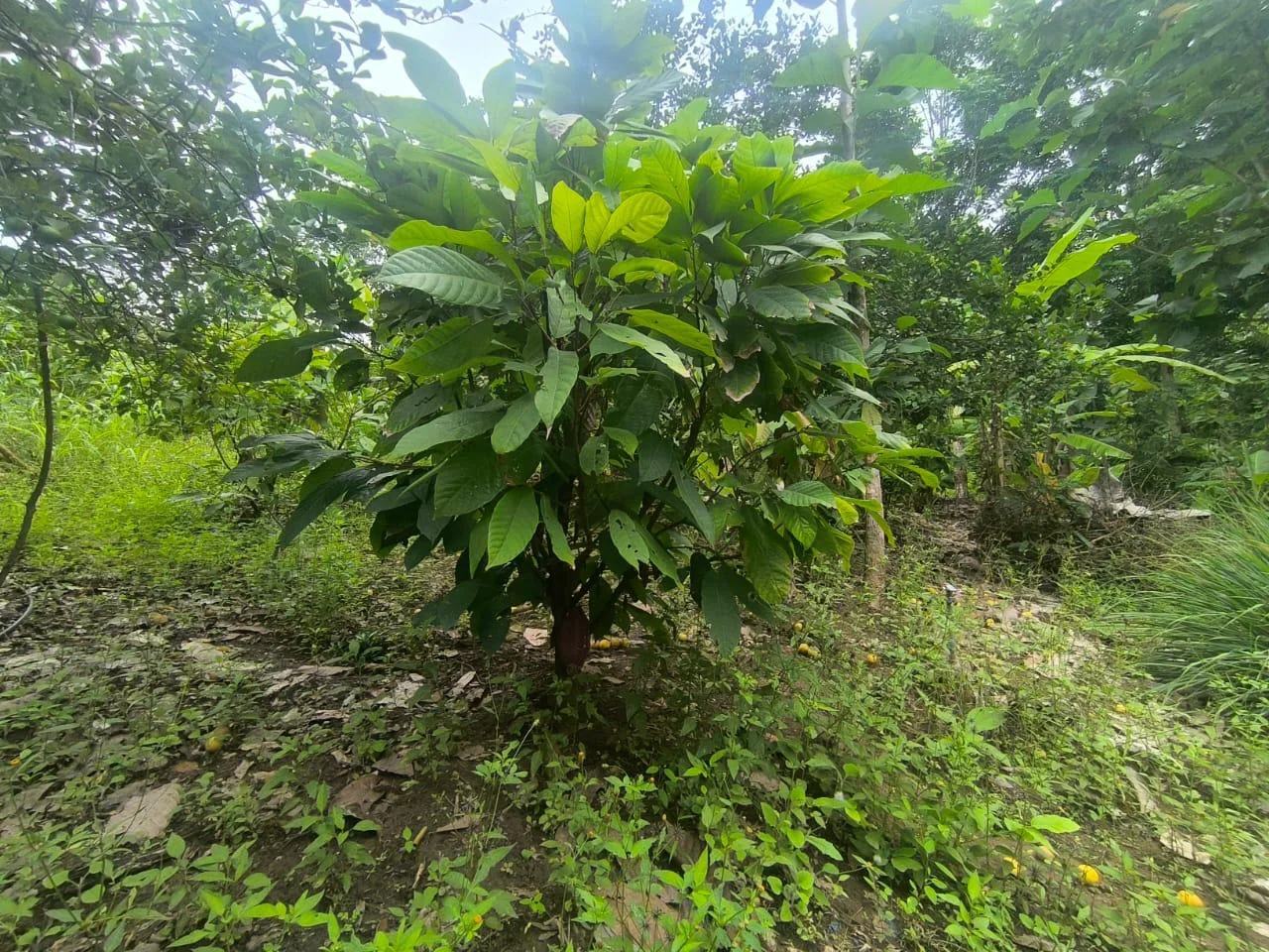 Venta de Finca en Producción, Recinto Limoncito, Santa Elena KarR
