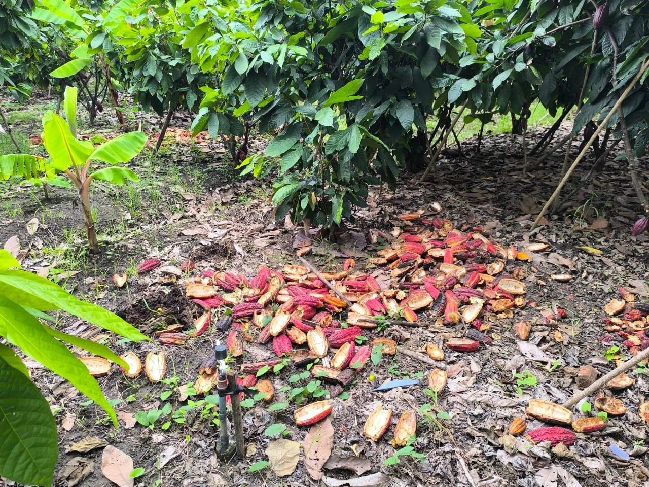 Venta de Finca en Producción, Recinto Limoncito, Santa Elena KarR