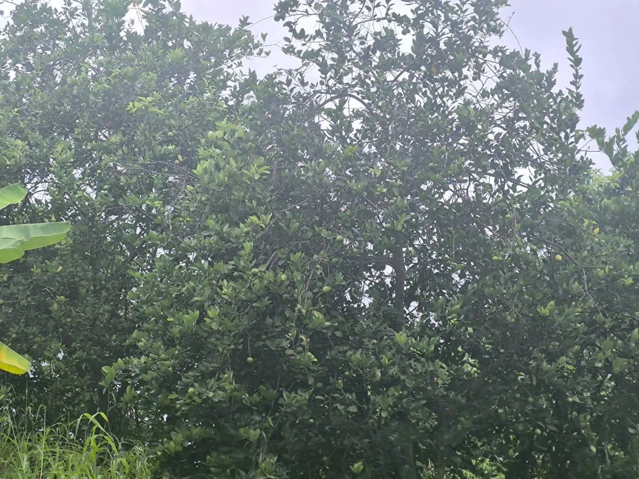 Venta de Finca en Producción, Recinto Limoncito, Santa Elena KarR