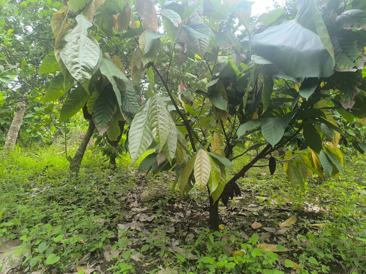 Venta de Finca en Producción, Recinto Limoncito, Santa Elena KarR