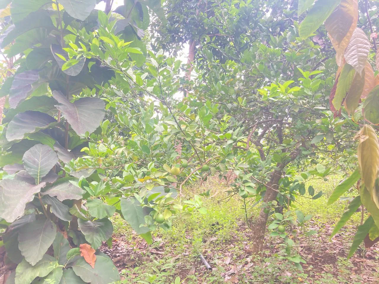 Venta de Finca en Producción, Recinto Limoncito, Santa Elena KarR