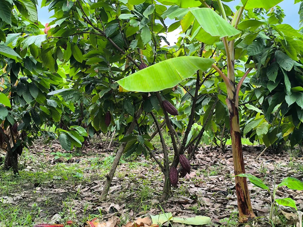 Venta de Finca en Producción, Recinto Limoncito, Santa Elena KarR