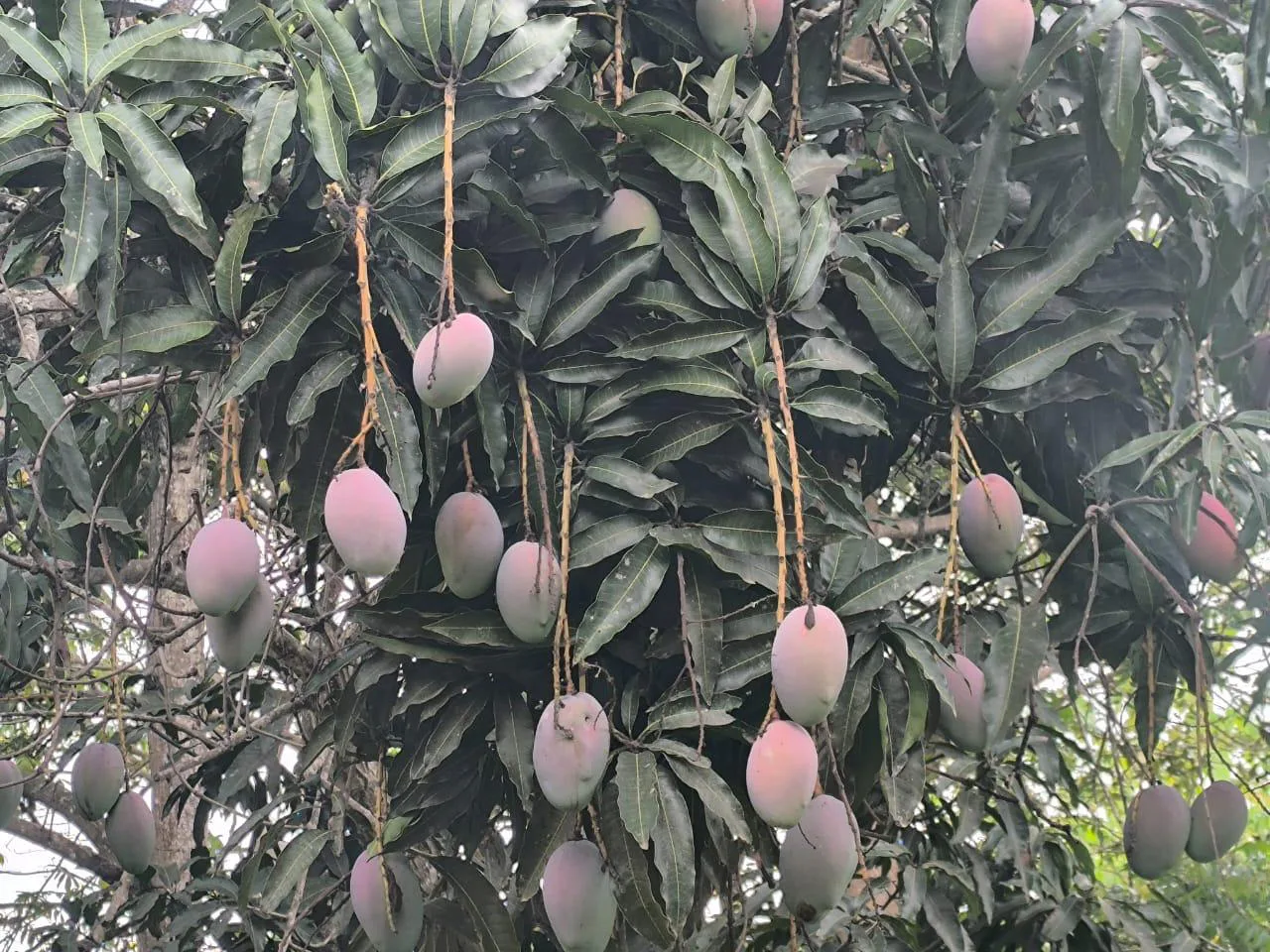 Venta de Finca en Producción, Recinto Limoncito, Santa Elena KarR