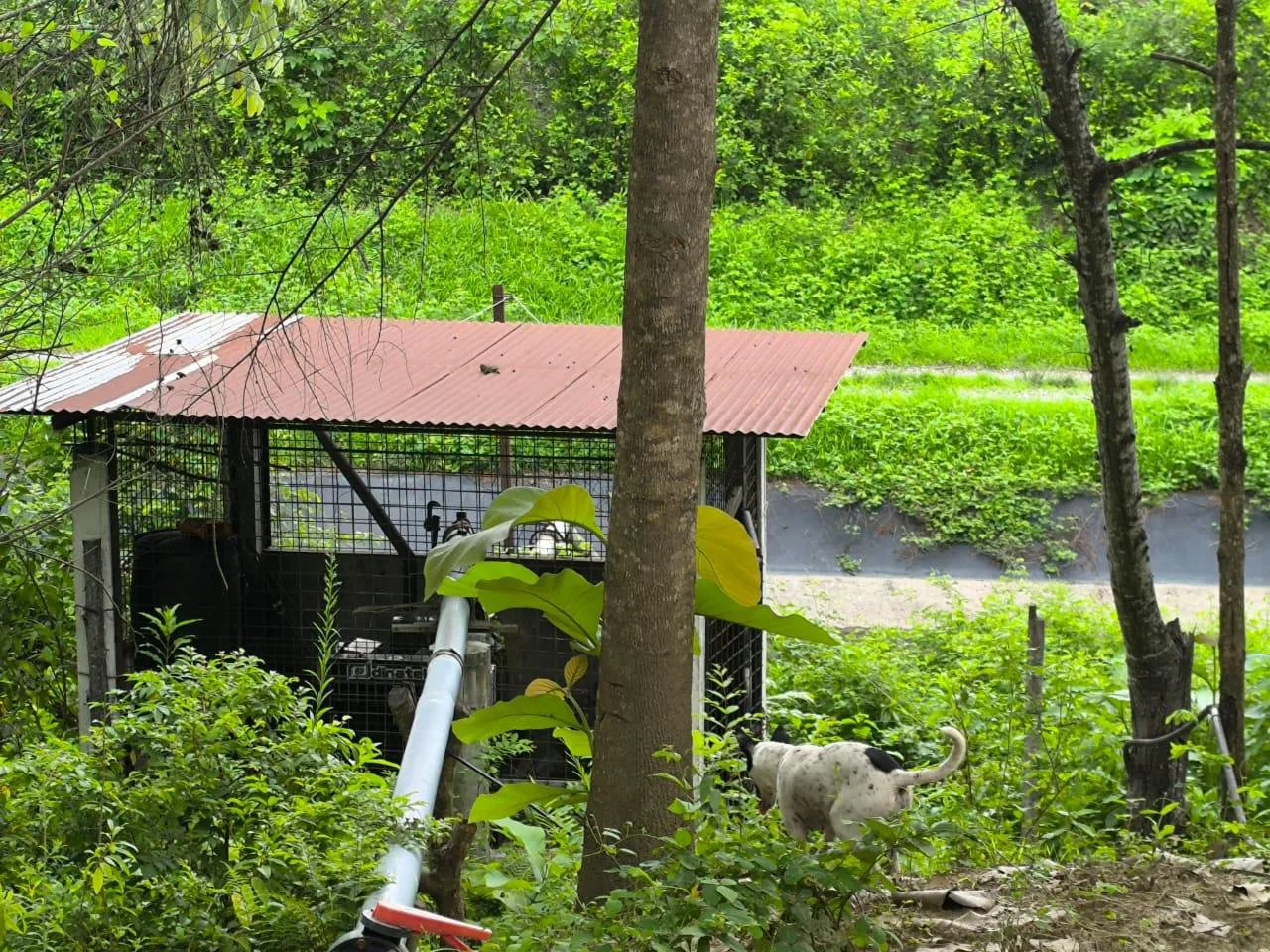 Venta de Finca en Producción, Recinto Limoncito, Santa Elena KarR