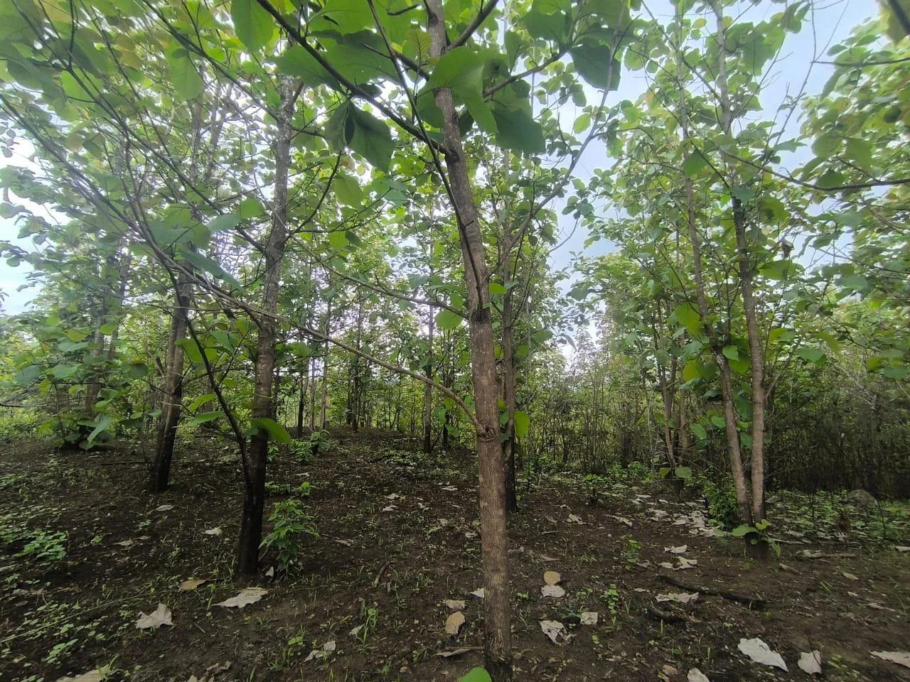 Venta de Finca en Producción, Recinto Limoncito, Santa Elena KarR