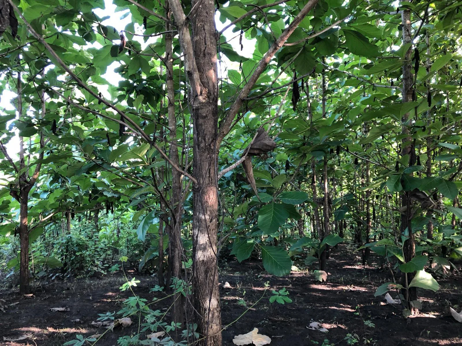 Terreno en venta, via Guayas – Manabi VanC