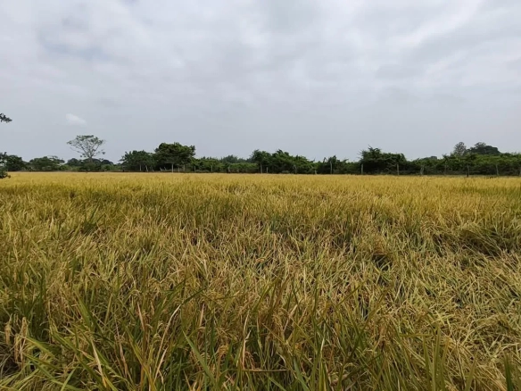 Finca de 1.4 Ha en venta, cantón Baba sector Las Mercedes RonR