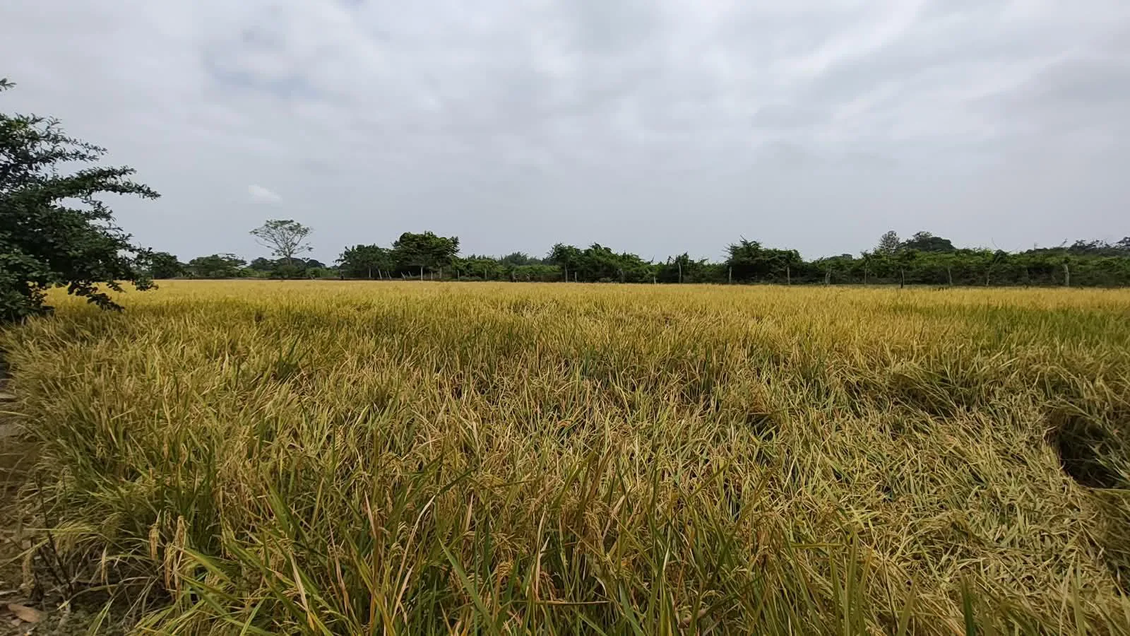 Finca de 1.4 Ha en venta, cantón Baba sector Las Mercedes RonR